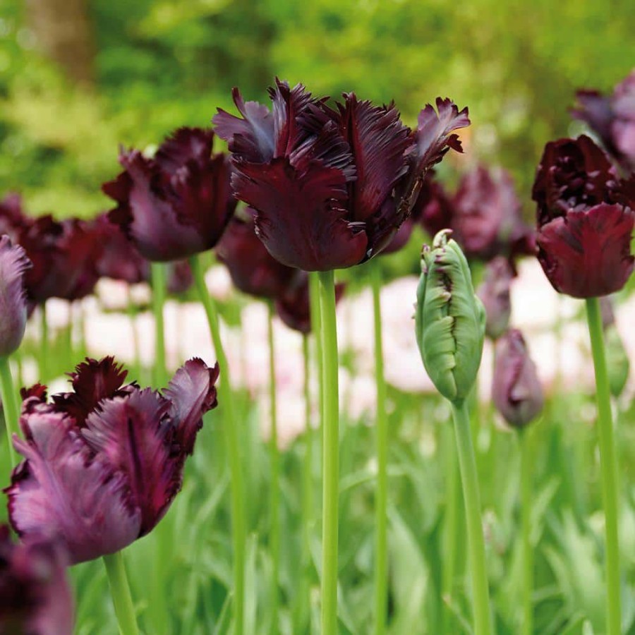 * Van Zyverden Tulips Bulbs Black Parrot (Set Of 12)