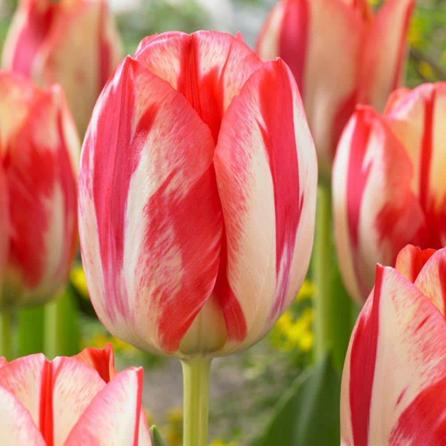 * Van Zyverden Tulips Spryng Break Bulbs (Set Of 12)