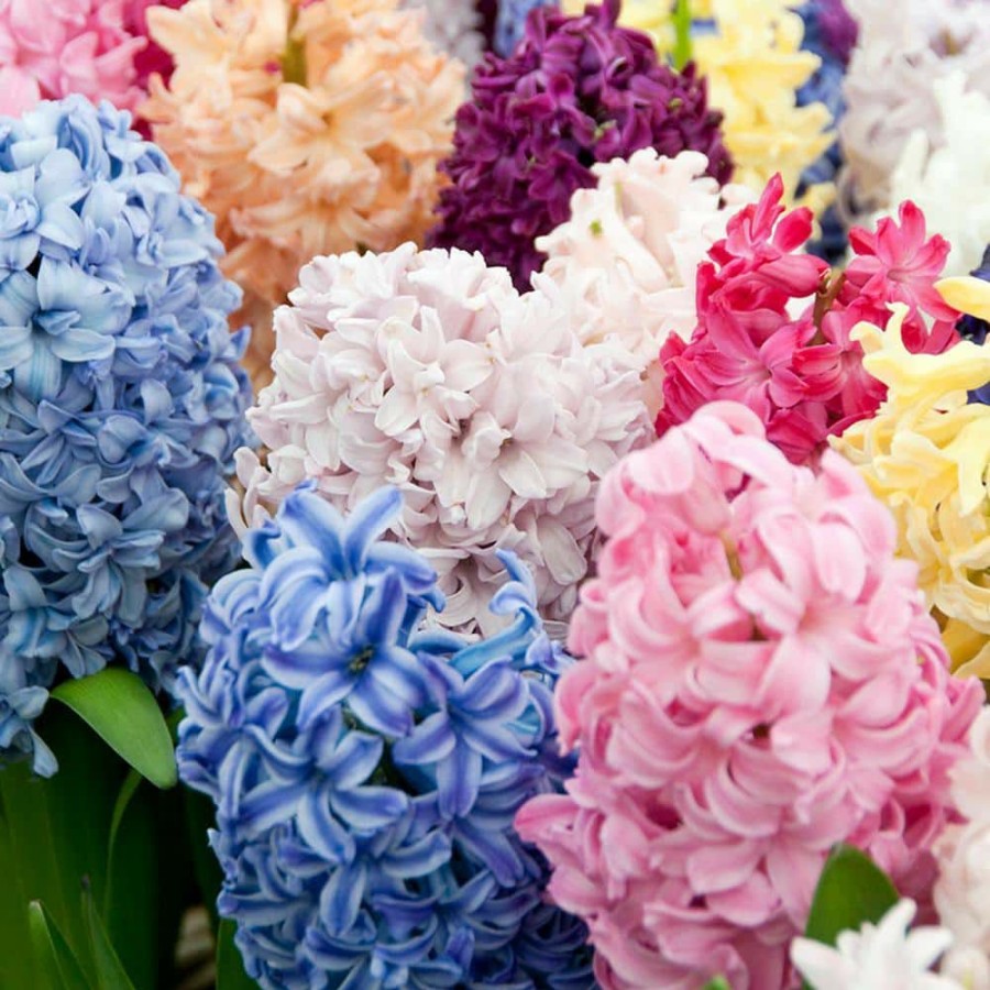* Van Zyverden Hyacinths Bulbs Easter Basket Blend (Set Of 12)