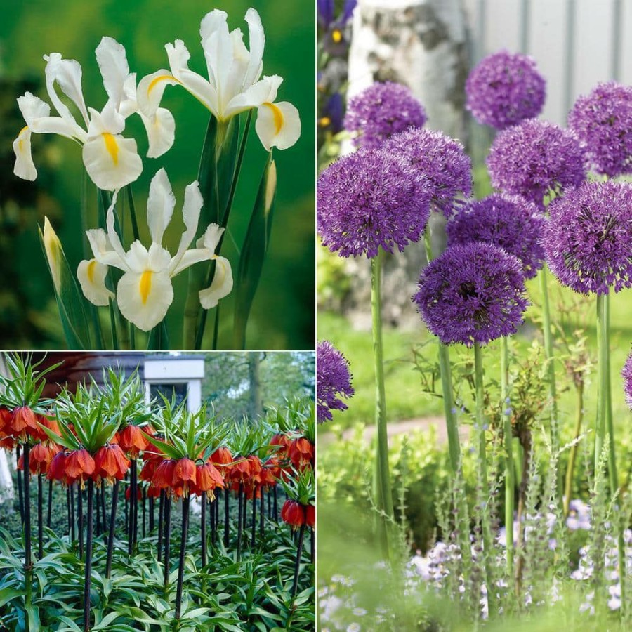 * Van Zyverden Deer, Rodent And Squirrel Resistant Garden (Set Of 25 Bulbs)