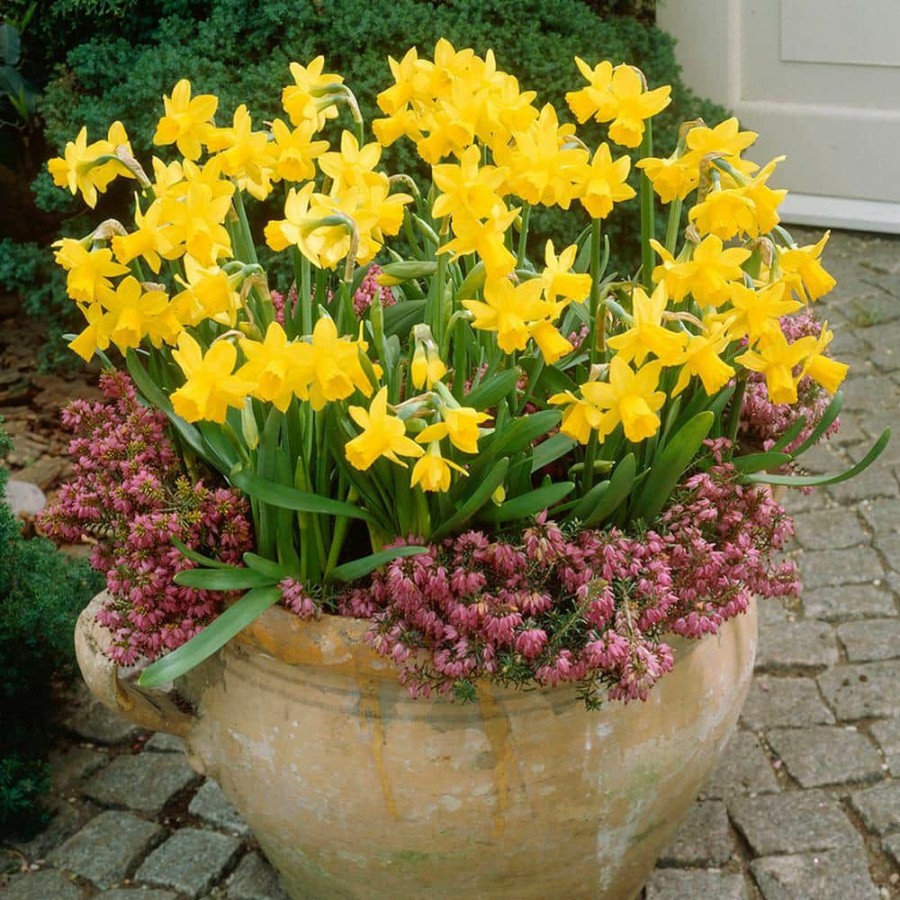 * Van Zyverden Daffodils Tete A Tete For Containers (Set Of 25)