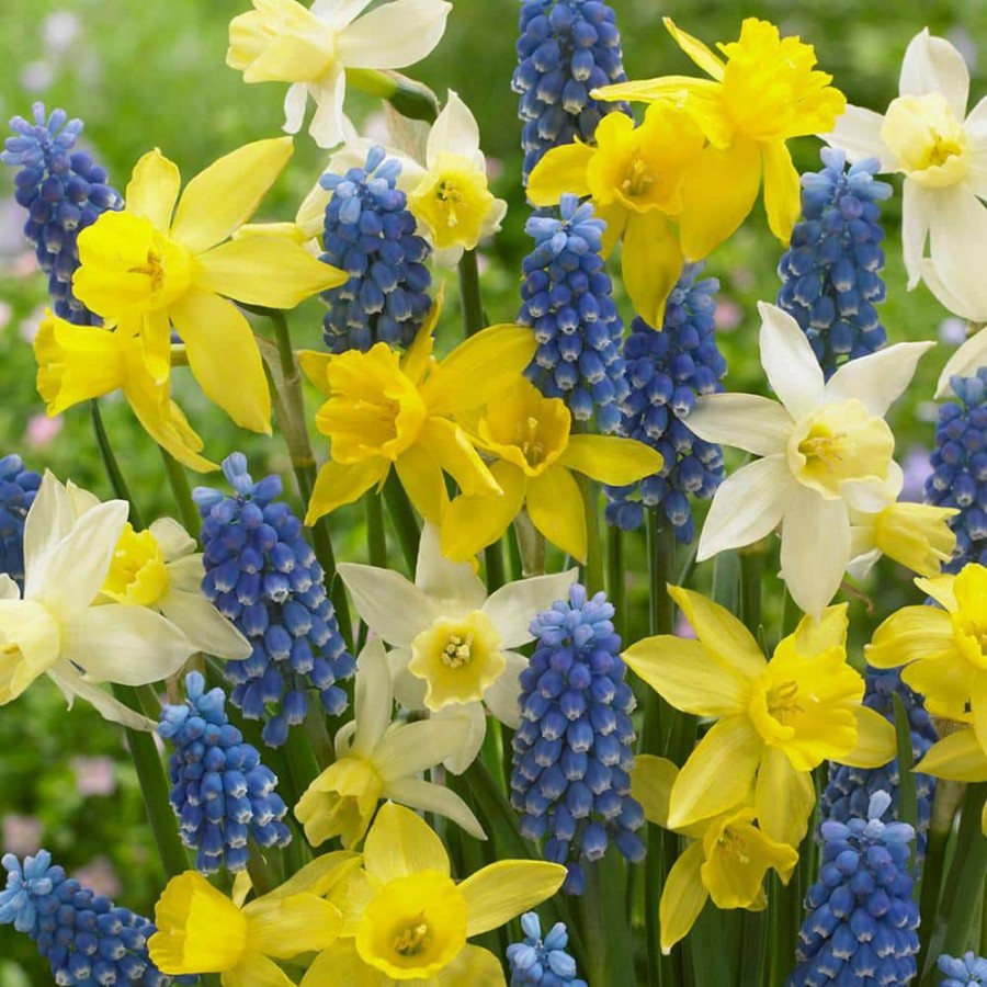 * Van Zyverden Spring Suprise Blend (Set Of 50)