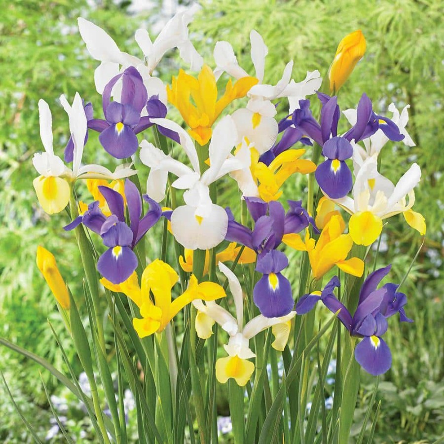 * Van Zyverden Dutch Iris Mixed (Set Of 25)