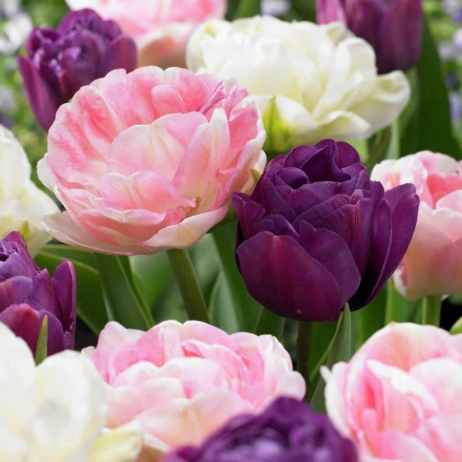 * Van Zyverden Tulips Double Peony Blend Set Of 25 Bulbs