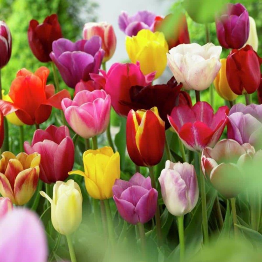 * Van Zyverden Tulips Long Stemmed Mixture (Set Of 50 Mammoth Bulbs)