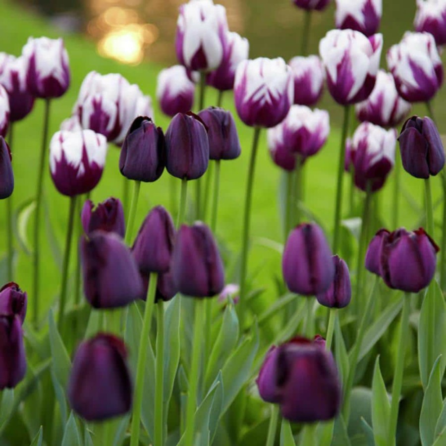 * Van Zyverden Tulips Rem'S Favorite Blend (Set Of 15 Bulbs)