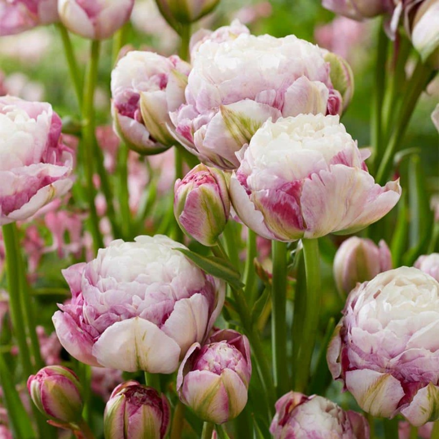 * Van Zyverden Tulips Double Surprise Bulbs (12-Pack)