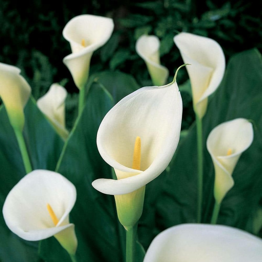 * Van Zyverden Calla Bulbs Aethiopica (Set Of 5)