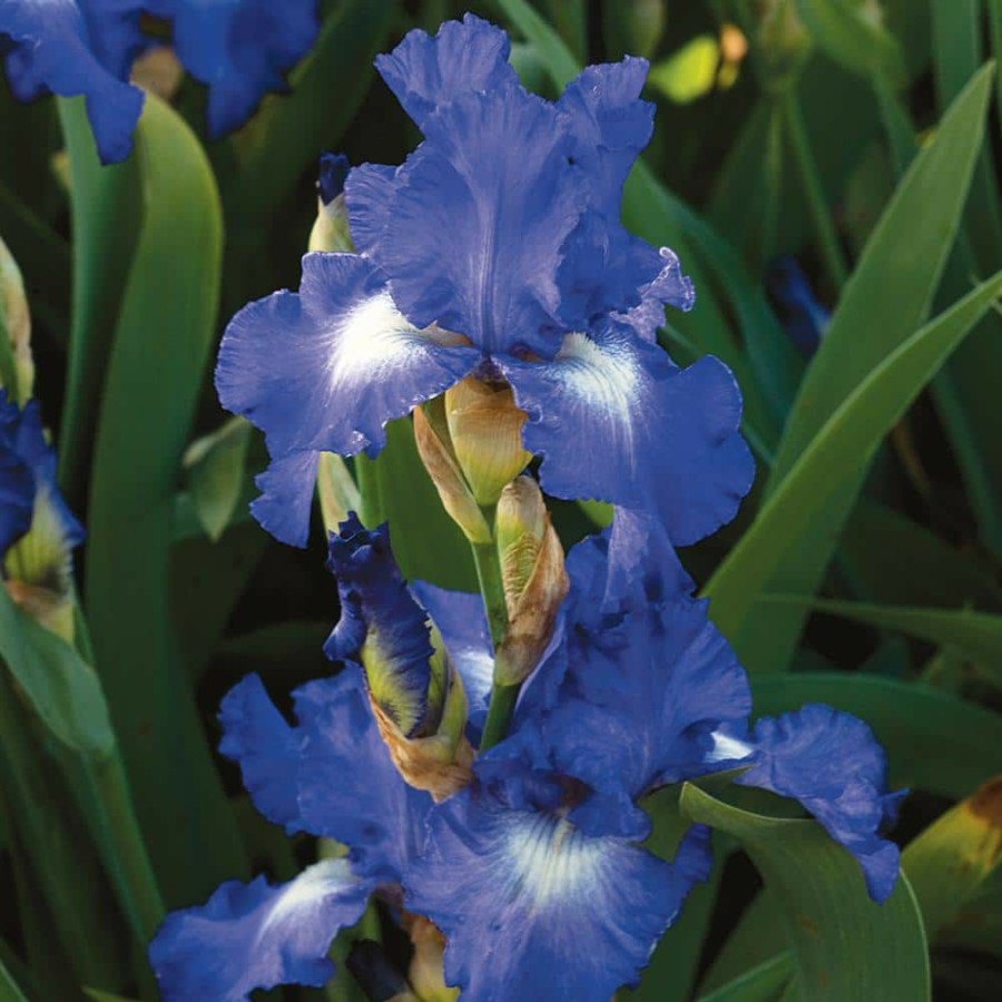 * Van Zyverden Bearded Iris Bulbs City Lights (Set Of 3 Roots)
