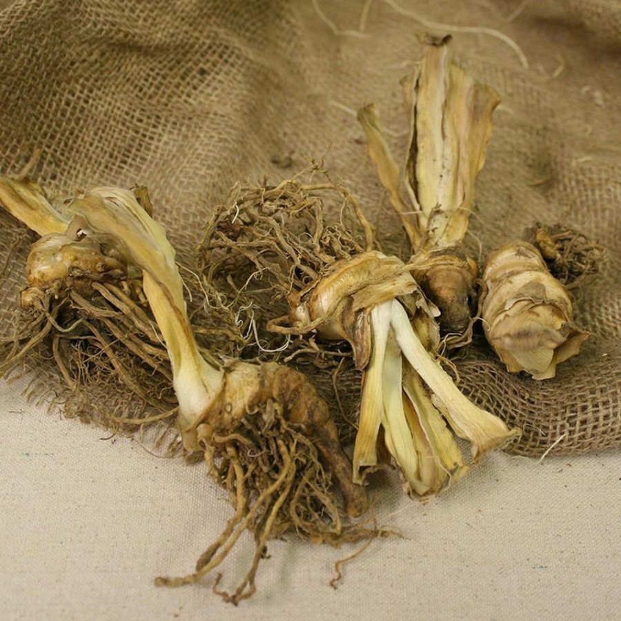 * Van Zyverden Bearded Iris Bulbs City Lights (Set Of 3 Roots)