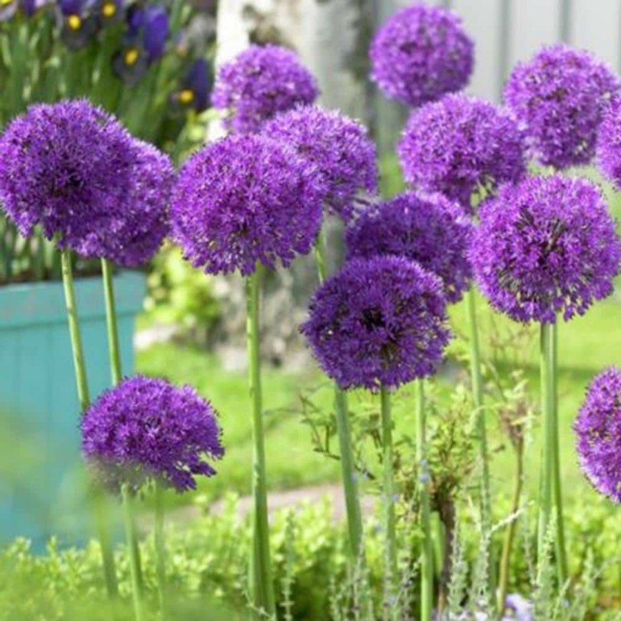 * Van Zyverden Purple Allium Super Sized Purple Sensation Bulbs (12-Pack)
