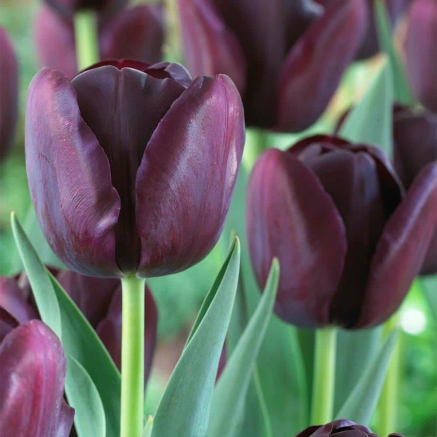 * Van Zyverden Tulips Super Sized Queen Of Night Bulbs (12-Pack)