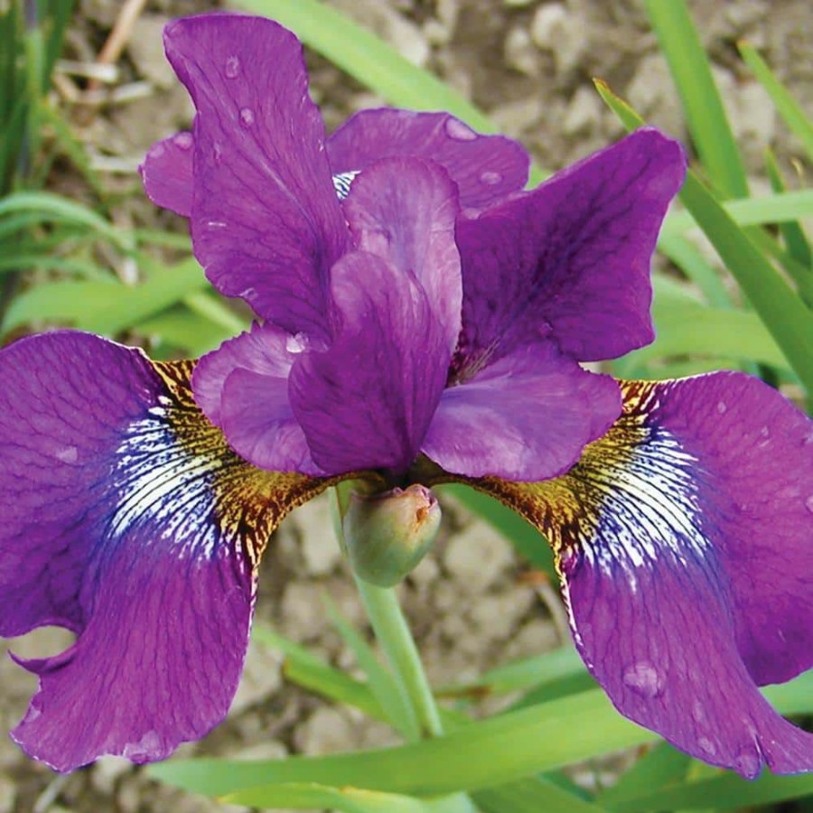 * Van Zyverden Iris Siberica Claret Cup Bulbs (3-Pack)