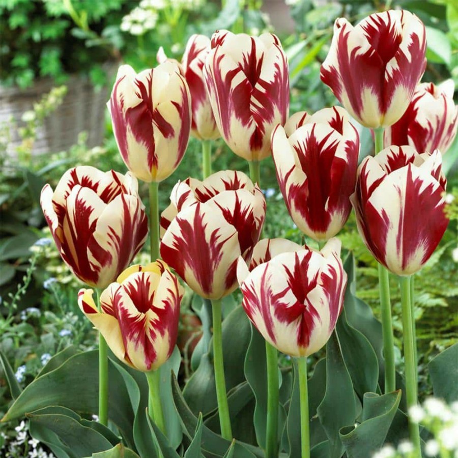 * Van Zyverden Tulips Grand Perfection Bulbs (12-Pack)