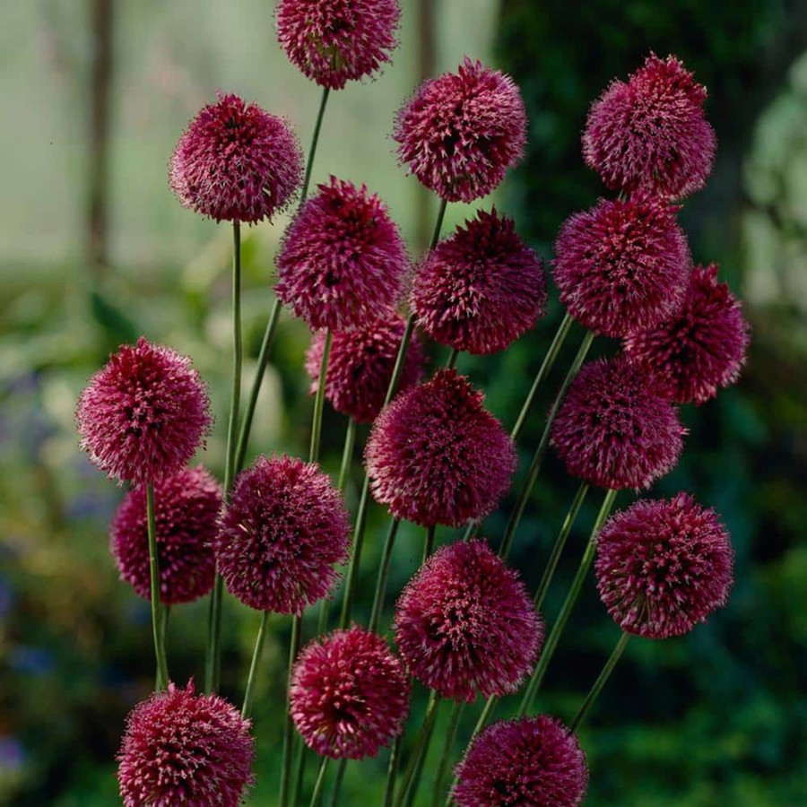 * Van Zyverden Allium Sphaerocephalon Bulbs (Set Of 25)
