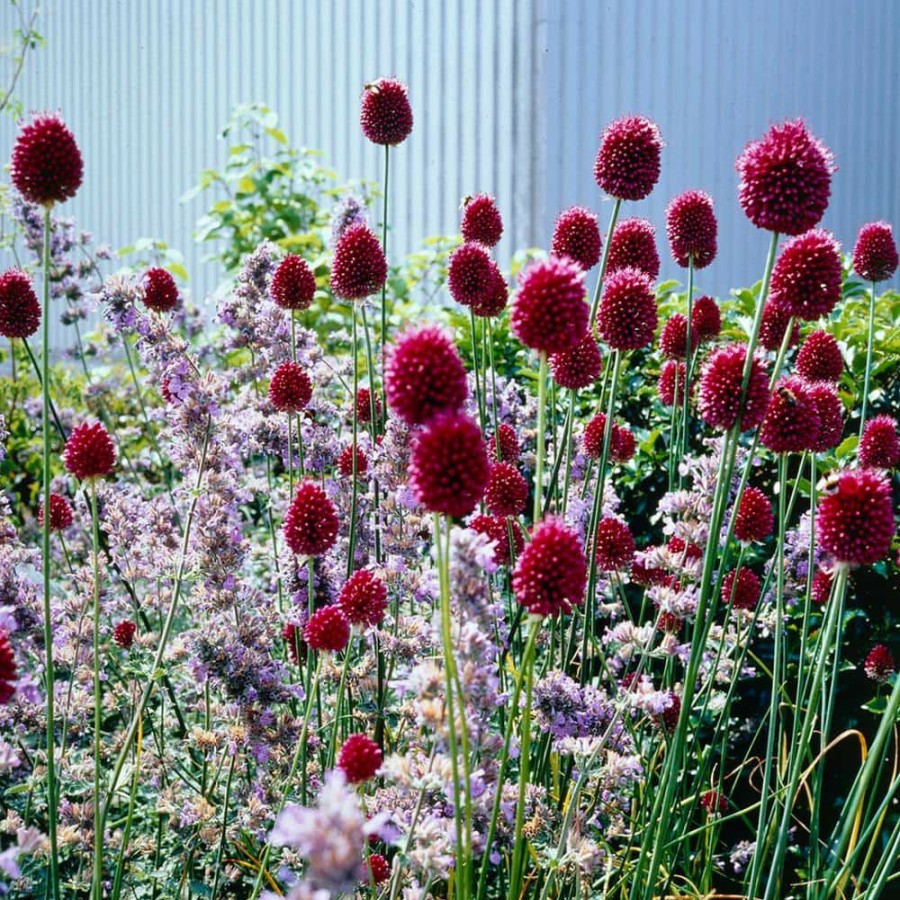 * Van Zyverden Allium Sphaerocephalon Bulbs (Set Of 25)