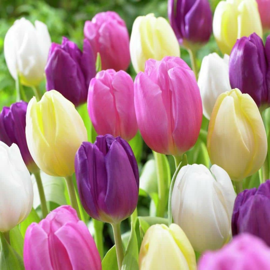 * Van Zyverden Tulips Easter Basket Mixture Set Of 25 Bulbs