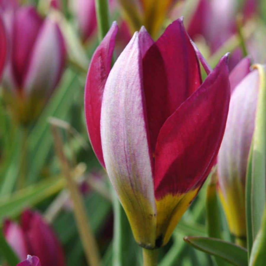* Van Zyverden Tulips Persian Pearl Bulbs (Set Of 25)