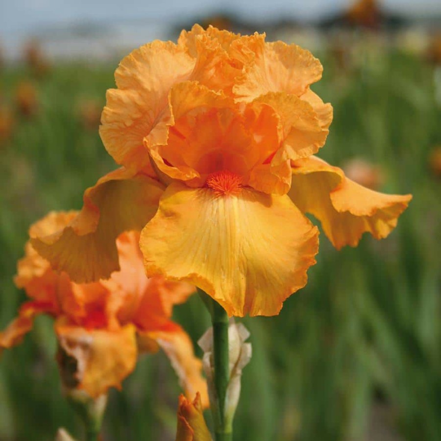 * Van Zyverden Bearded Iris Bulbs Firebreather (Set Of 3 Roots)