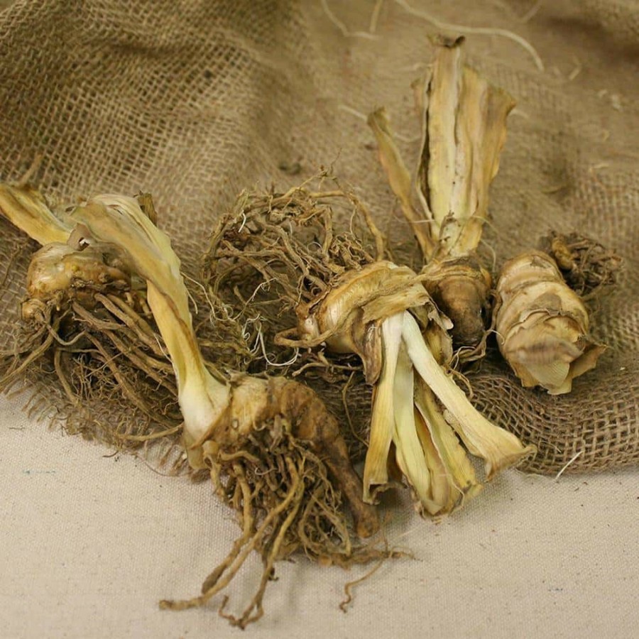 * Van Zyverden Bearded Iris Bulbs Firebreather (Set Of 3 Roots)