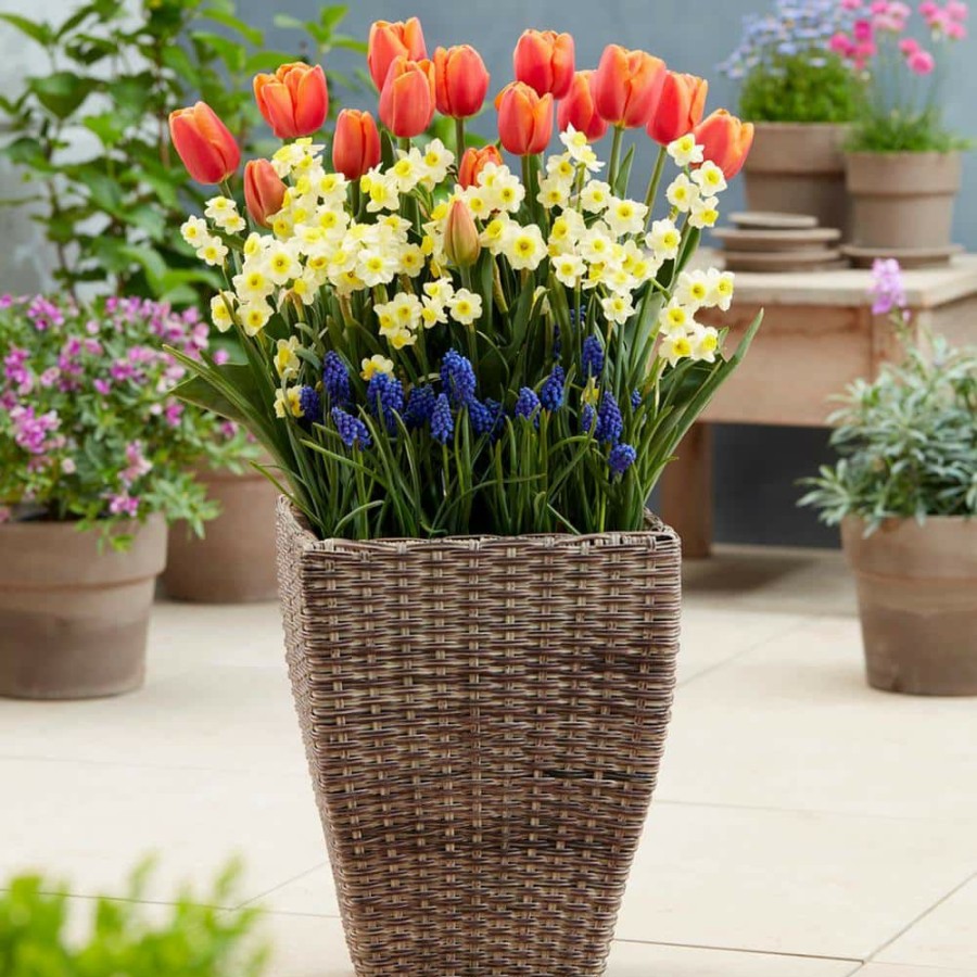 * Van Zyverden Spring Blooming Patio Planter Kit With Decorative Faux Rattan Planter, Medium, Gloves And Set Of 45 Bulbs