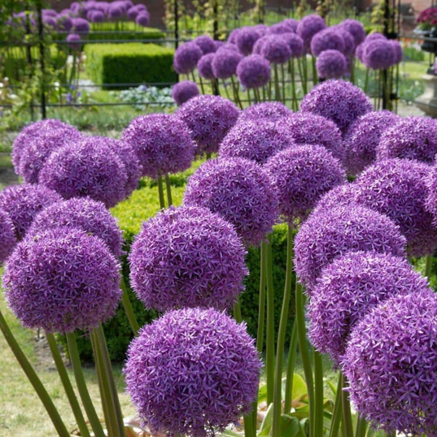 * Van Zyverden Allium Globemaster 1 Bulb