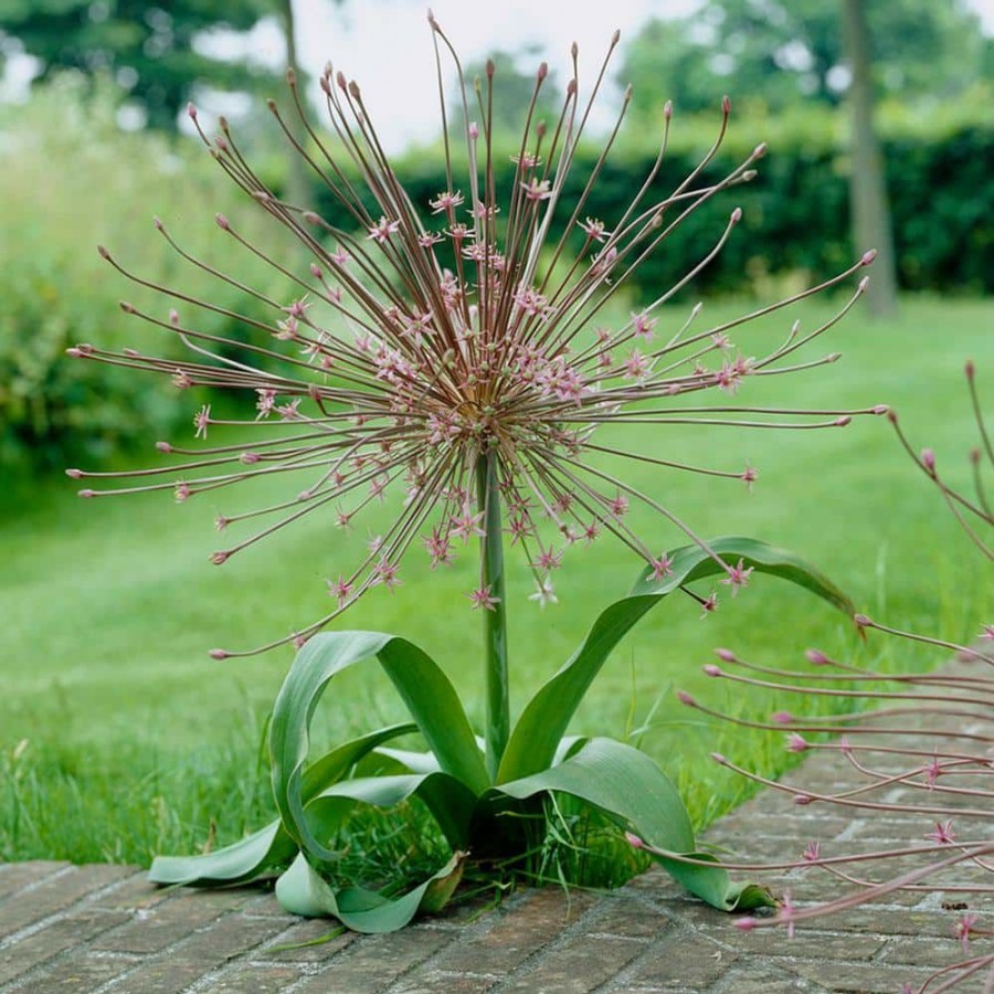 * Van Zyverden Allium Schubertii Bulbs (Set Of 3)