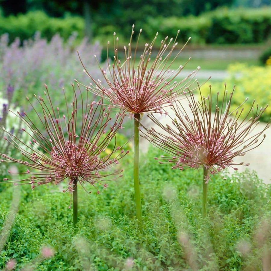 * Van Zyverden Allium Schubertii Bulbs (Set Of 3)