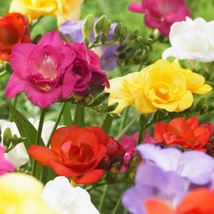 * Van Zyverden Freesias Bulbs Double Blooming Mixed (Set Of 25)