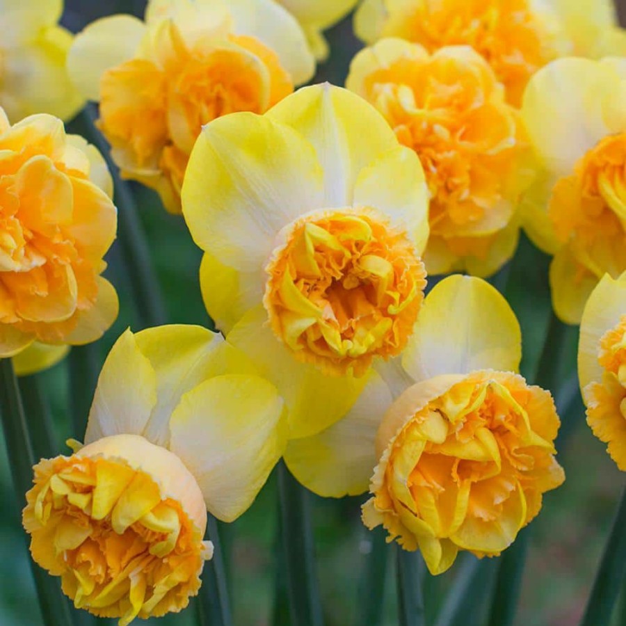 * Van Zyverden Daffodils Bulbs Art Perfume (Set Of 8)