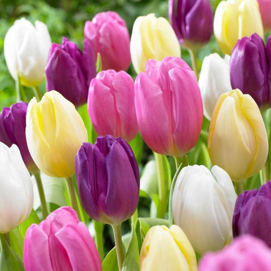 * Van Zyverden Tulips Bulbs Easter Basket Mixture (Set Of 15)