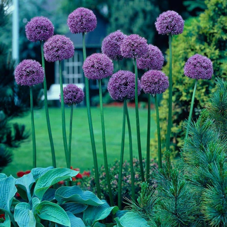 * Van Zyverden Allium Bulbs Giant Gladiator (Set Of 6)