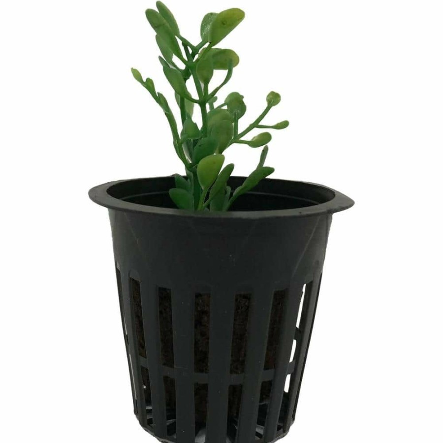 * Viagrow 2 In. Black Round Cup With Slotted Black Plastic Mesh Net Pot (50-Pack)