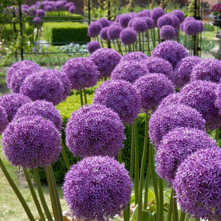 * Van Zyverden Allium Globemaster Set Of 3 Bulbs