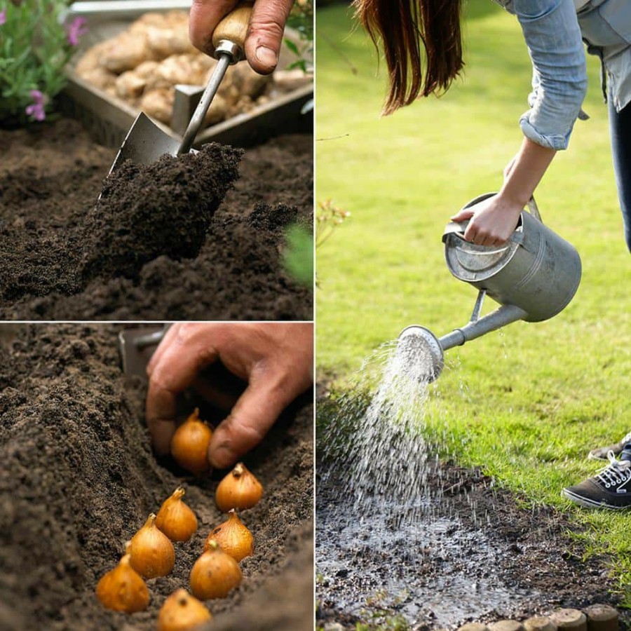 * Van Zyverden Allium Globemaster Set Of 3 Bulbs