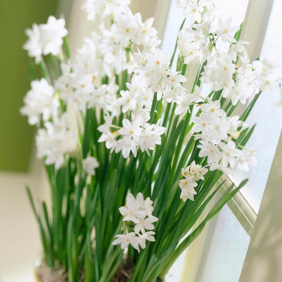 * Van Zyverden Paperwhites (Set Of 5)