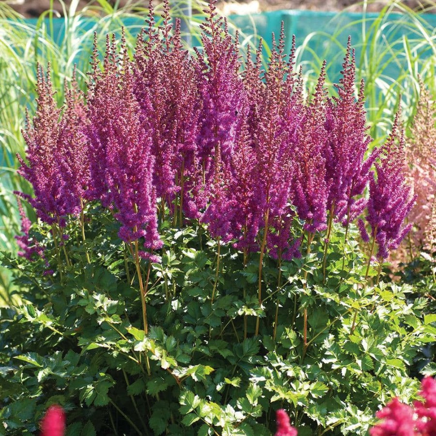* Van Zyverden Astilbe Blackberry Cake Bulbs (3-Pack)