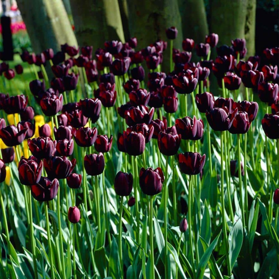 * Van Zyverden Tulips Queen Of Night Bulbs (25-Pack)