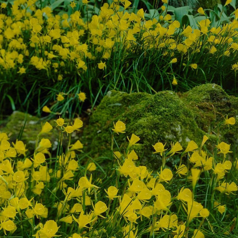 * Van Zyverden Narcissus Bulbs Golden Bells (Set Of 25)