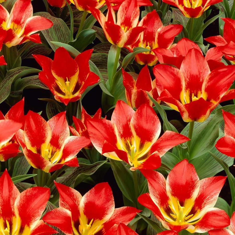 * Van Zyverden Tulips Bulbs Plaisir (Set Of 12)