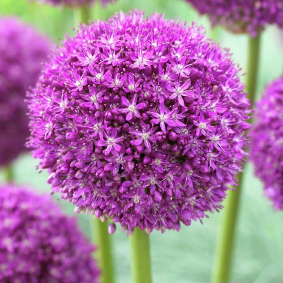 * Van Zyverden Allium Ambassador Set Of 3 Bulbs