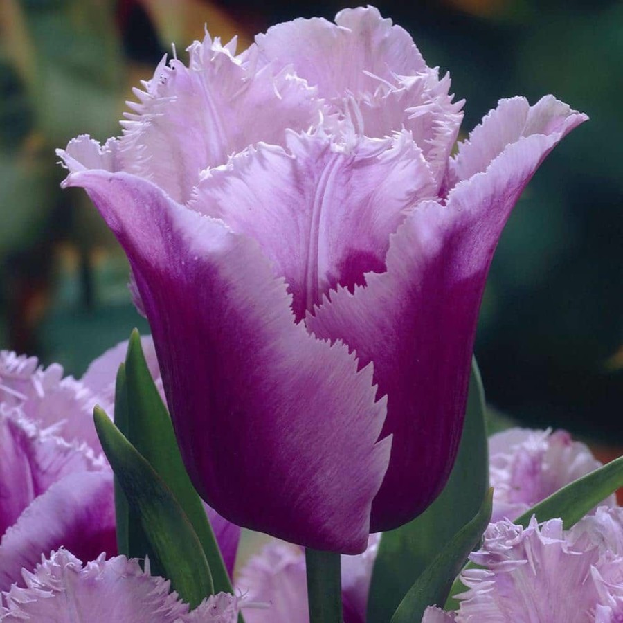 * Van Zyverden Tulips Bulbs Blue Heron (Set Of 12)