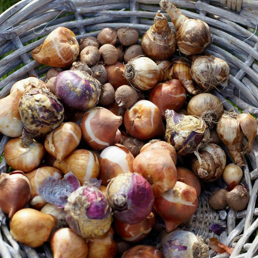 * Van Zyverden Blue Artisan Bulb Blend (Set Of 60)