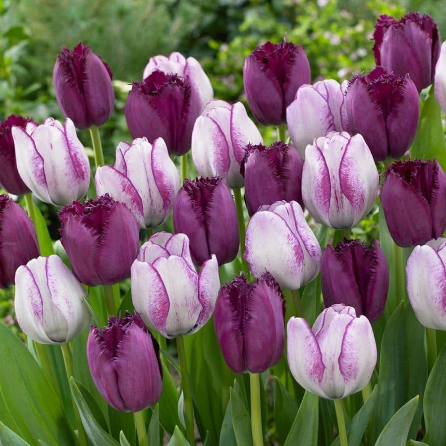 * Van Zyverden Tulips Bulbs Majestic Royal Blend (Set Of 15)