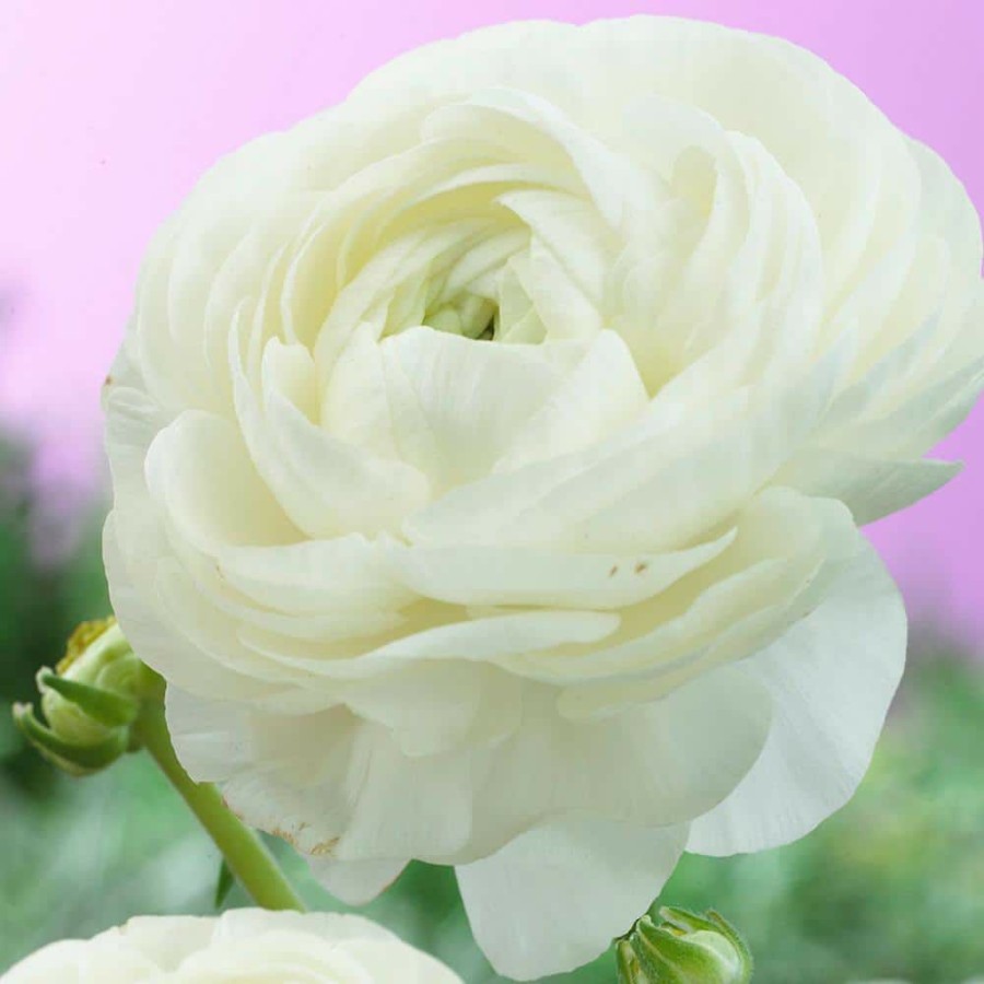 * Van Zyverden Butter Cups Bulbs Ranunculus Snowstorm (Set Of 25)