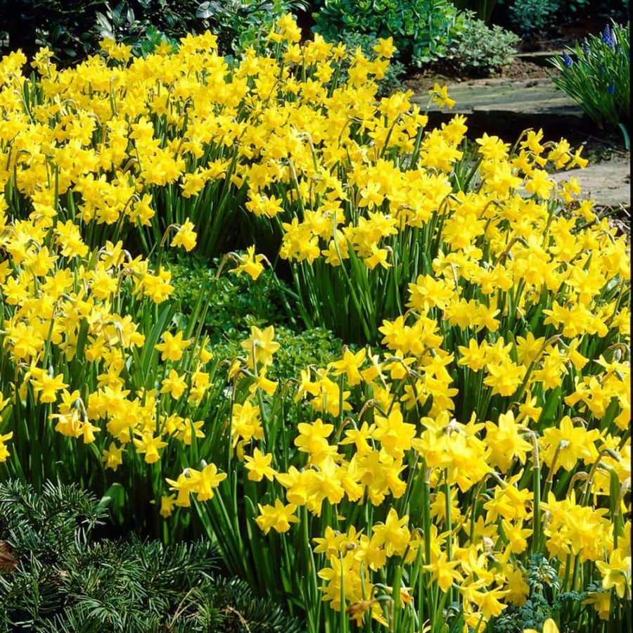 * Van Zyverden Daffodils Bulbs Tete A Tete (Set Of 25)